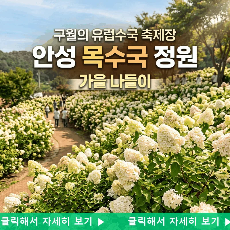 구월의 유럽수국 축제장 안성 목수국 정원 가을 나들이