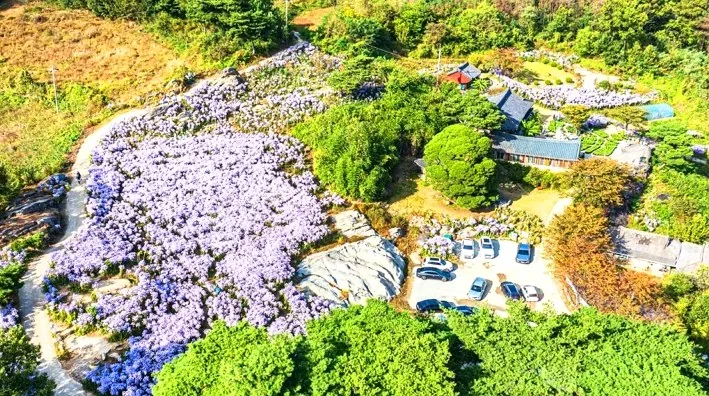 봉천사 개미취 전경 / 사진=게티이미지뱅크