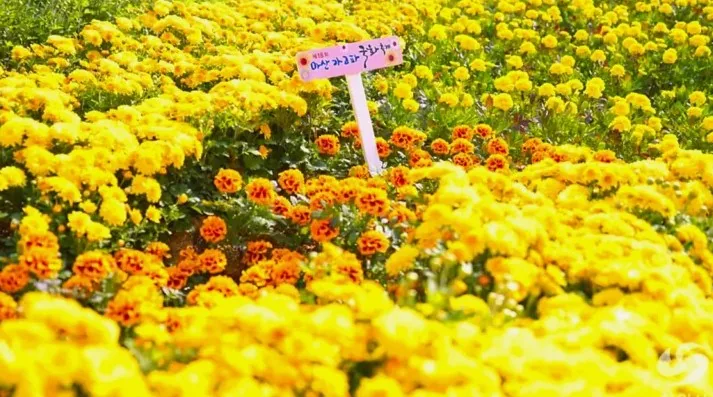 마산가고파국화축제 국화 모습 / 사진=창원시
