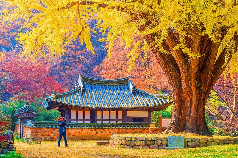 경주유연정 황금 은행나무 / 사진=게티이미지뱅크