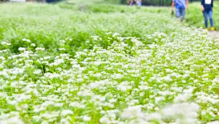 추정리 메밀 / 사진=청주 공식블로그 한순이