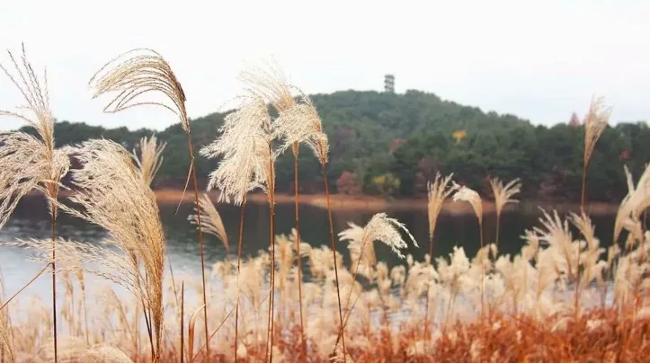 대청호 억새 / 사진=청남대