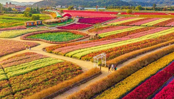 고석정 꽃밭 모습 / 사진=한국관광콘텐츠랩