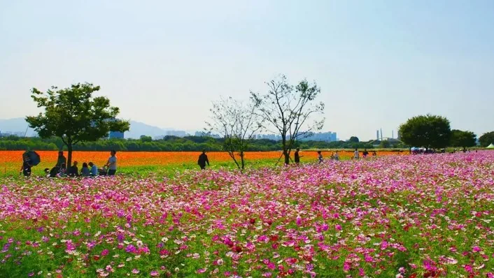 대구 금호꽃섬 / 사진=대구 공식블로그 배해옥