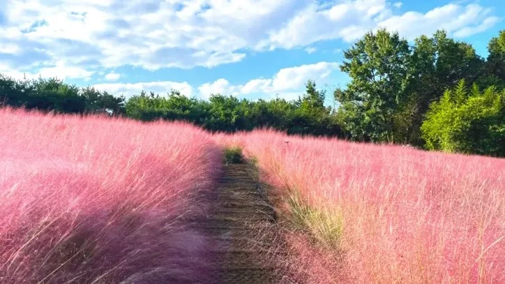 핑크뮬리 / 사진=고창 청농원 공식 블로그