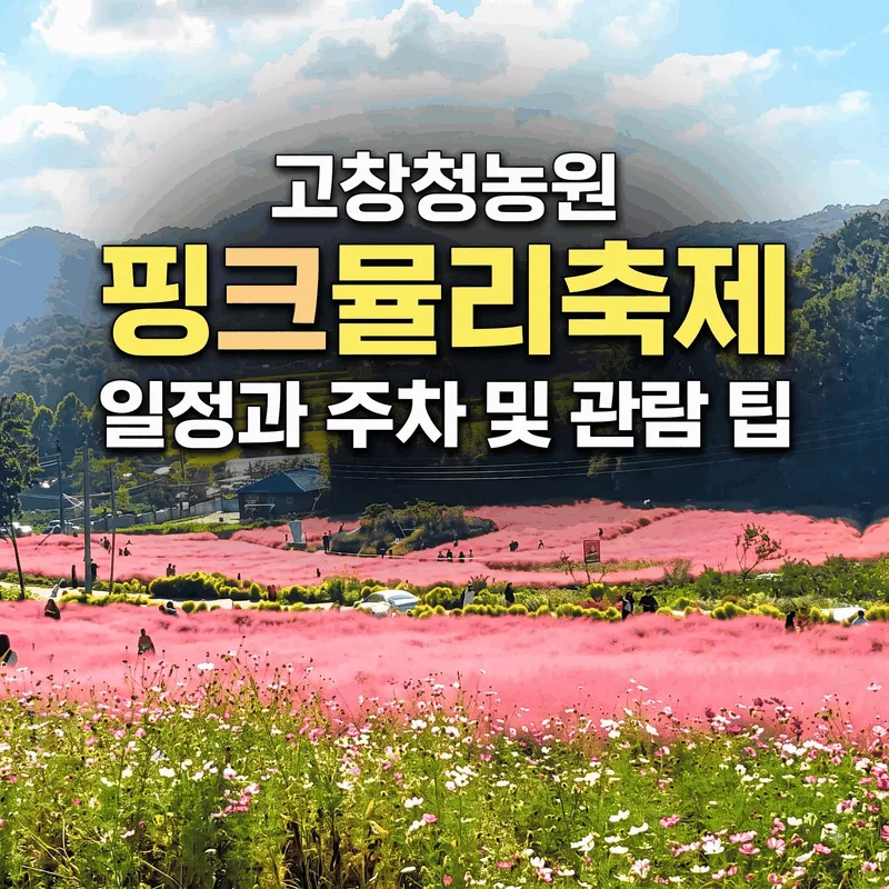 고창청농원 핑크뮬리축제 일정과 주차 및 관람 팁