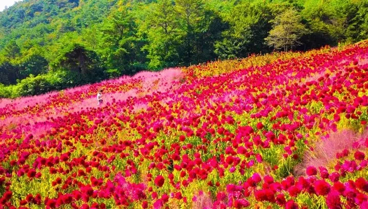 꽃객프로젝트 핑크뮬리 / 사진=꽃객프로젝트 홈페이지