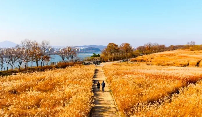 서울 하늘공원 억새 / 사진=서울 관광아카이브