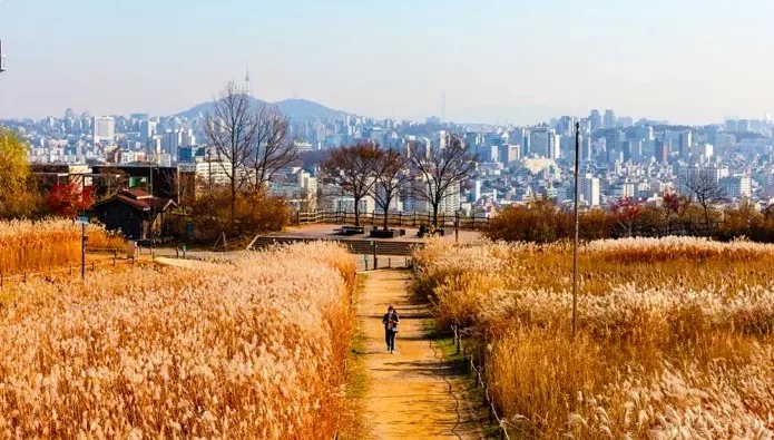 하늘공원 억새 / 사진=서울 관광아카이브