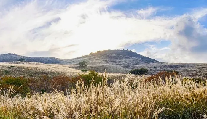 합천 황매산 억새 풍경 / 사진=게티이미지뱅크