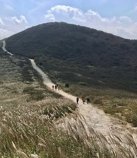 황매산 억새