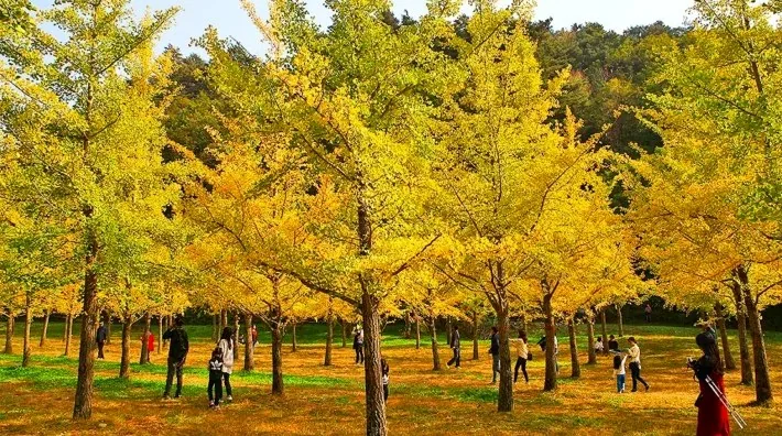홍천 은행나무숲 풍경 / 사진=한국관광콘텐츠랩