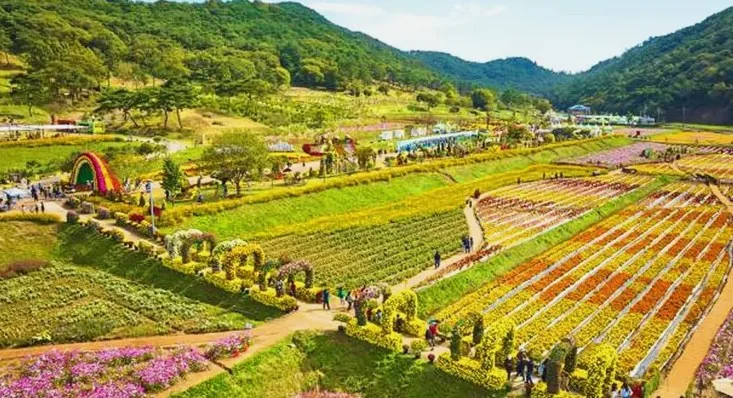 화순 고인돌 가을꽃 축제 모습 / 사진=화순군축제포털
