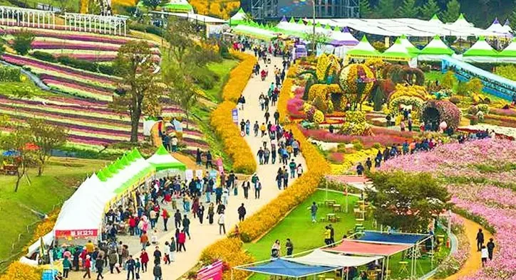 화순 고인돌 가을꽃 축제 풍경 / 사진=화순군축제포털
