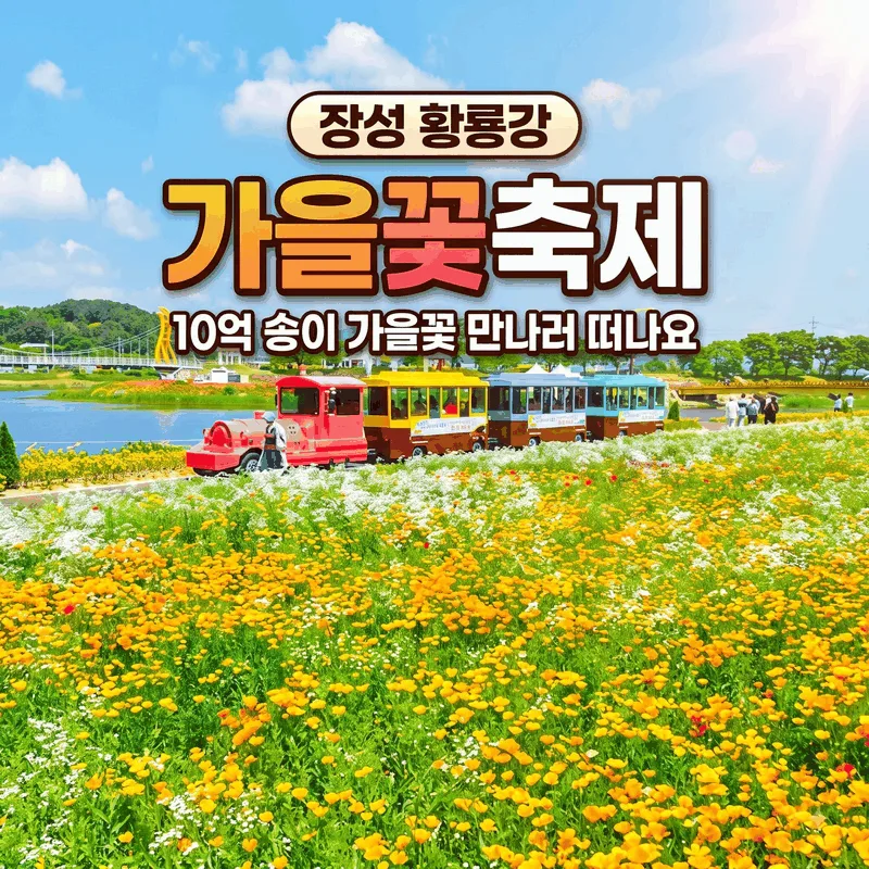 장성 황룡강 가을꽃축제 10억 송이 가을꽃 만나러 떠나요