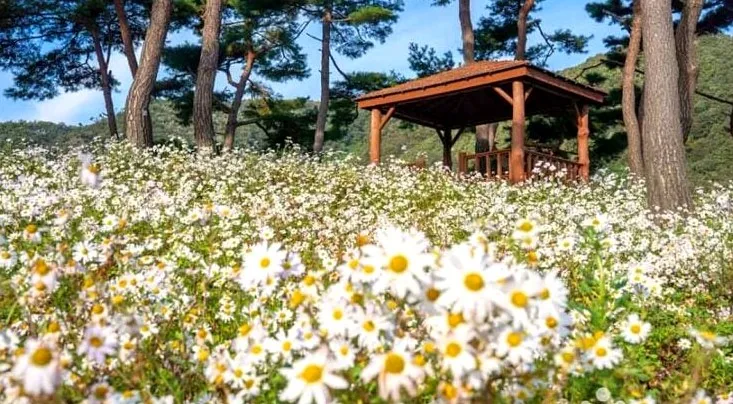 구절초 지방정원 풍경 / 사진=한국관광콘텐츠랩