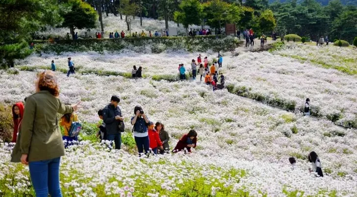정읍 구절초 지방정원 전경 / 사진=정읍시