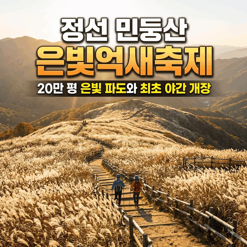정선 민둥산은빛억새축제 20만 평 은빛 파도와 최초 야간 개장