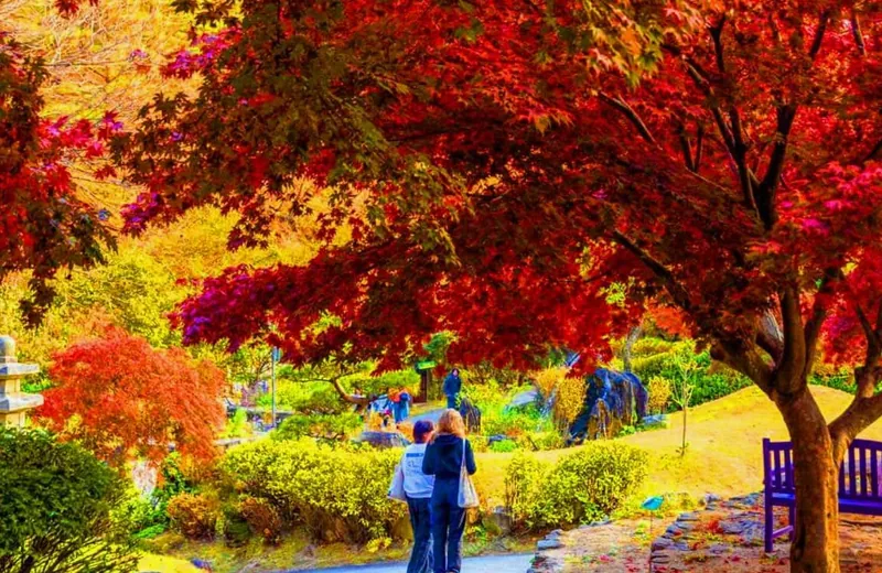 아침고요수목원 화려한 붉은 단풍 / 사진=인스타그램 morningcalm_garden