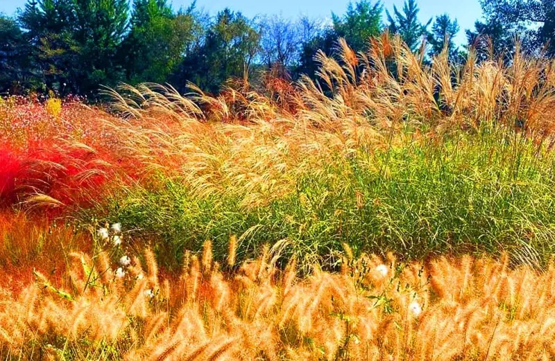 벽초지수목원 가을 억새 / 사진=인스타그램 gardenbcj