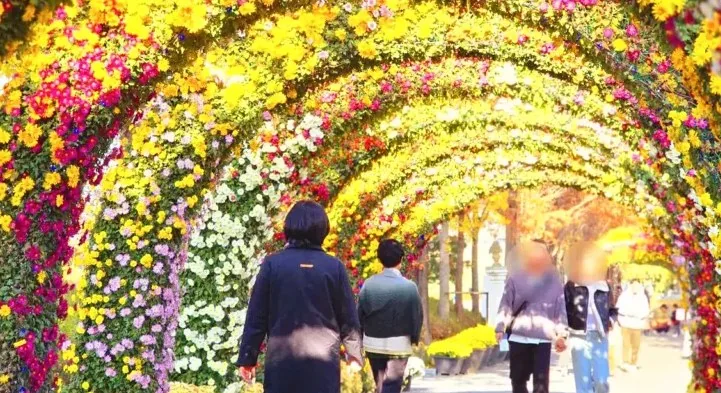국화 터널 / 사진=충청남도 공식 블로그