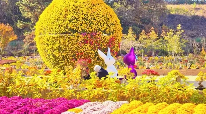 피나클랜드 국화축제 / 사진=충청남도 공식 블로그