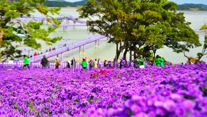 신안 아스타국화 축제 / 사진=신안군