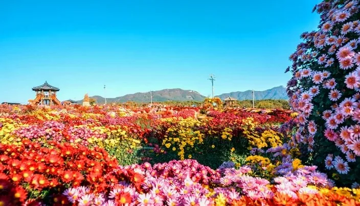 서산국화축제 국화 / 사진=서산시 공식 블로그