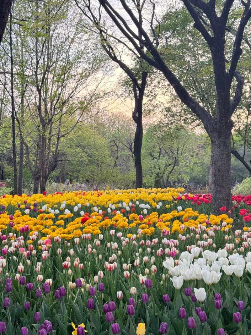 Flowers in Seoul Forest Park