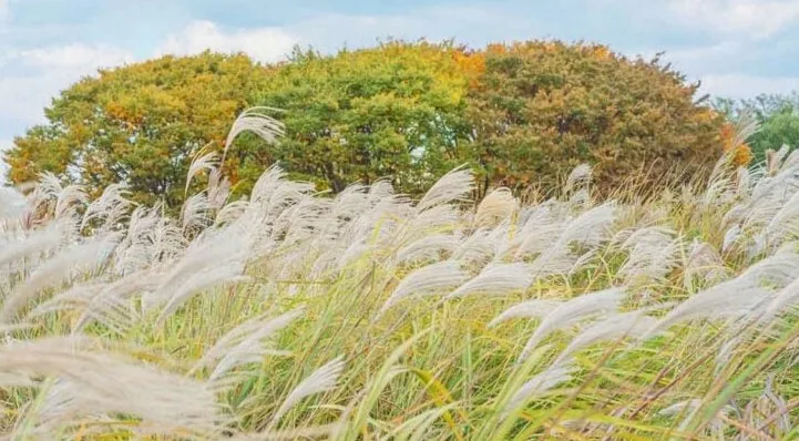 억새 군락 풍경 / 사진=한국관광공사 서문교