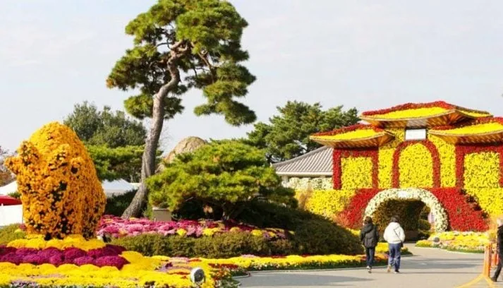월출산 국화축제 / 사진=한국관광콘텐츠랩