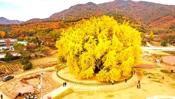 반계리 은행나무 전경 / 사진=ⓒ한국관광공사 강원지사 모먼트스튜디오