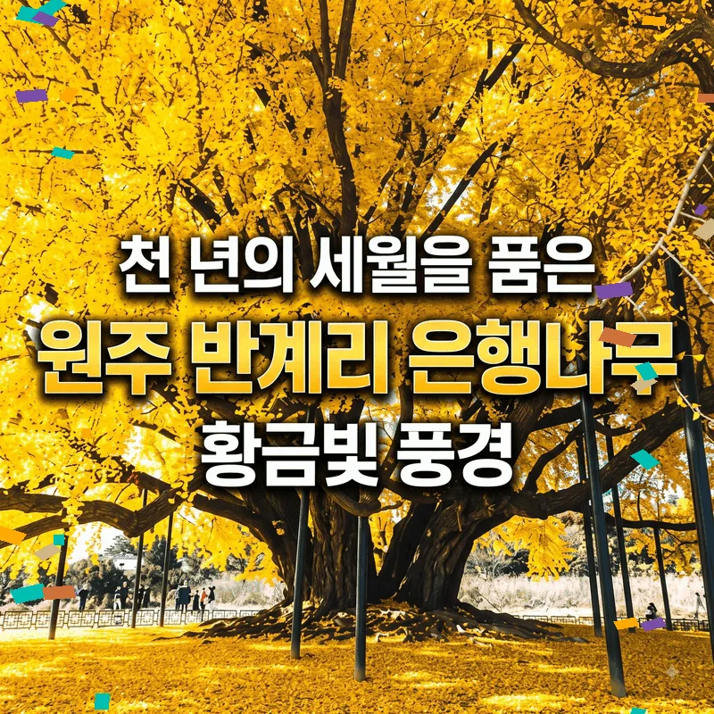 천 년의 세월을 품은 원주 반계리 은행나무 황금빛 풍경