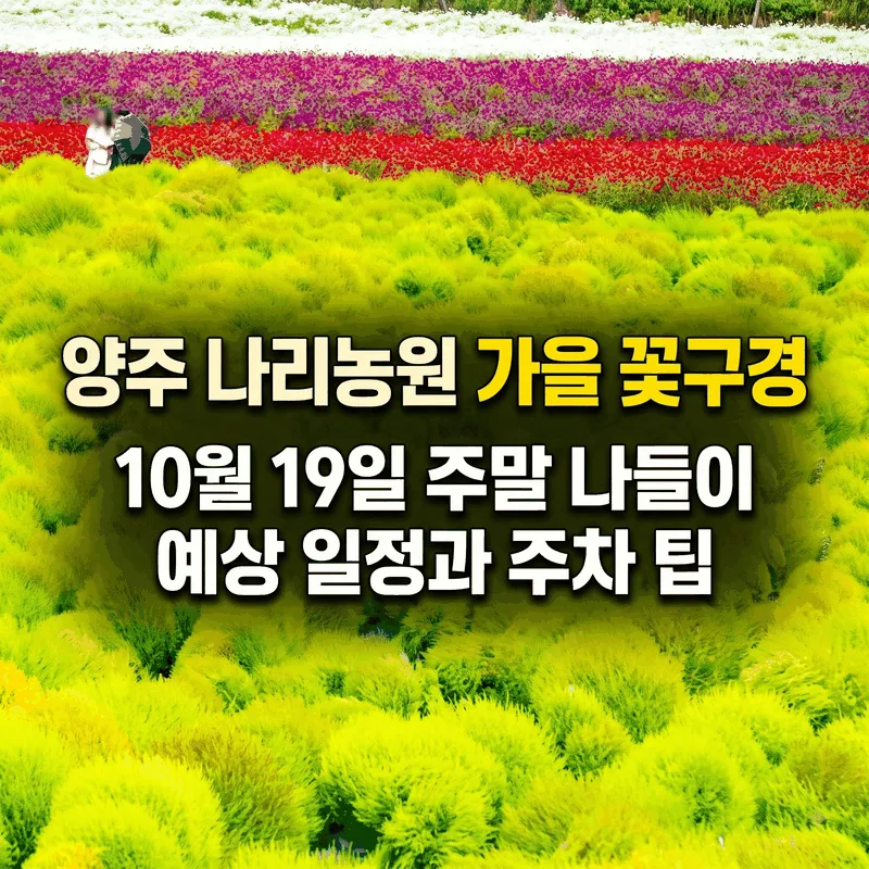 양주 나리농원 가을 꽃구경, 10월 19일 주말 나들이 예상 일정과 주차 팁