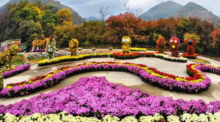 연천 전곡리 국화축제 / 사진=연천군 공식 블로그