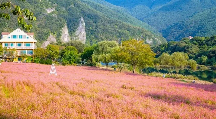 영월 홍메밀축제 홍메밀 / 사진=영월 공식블로그