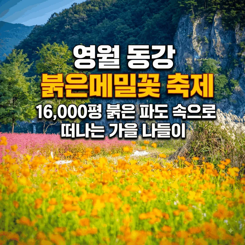 영월 동강 붉은메밀꽃 축제 16,000평 붉은 파도 속으로 떠나는 가을 나들이